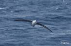 Um enorme albatroz na região Shag Rocks, entre Falkland e Geórgia do Sul